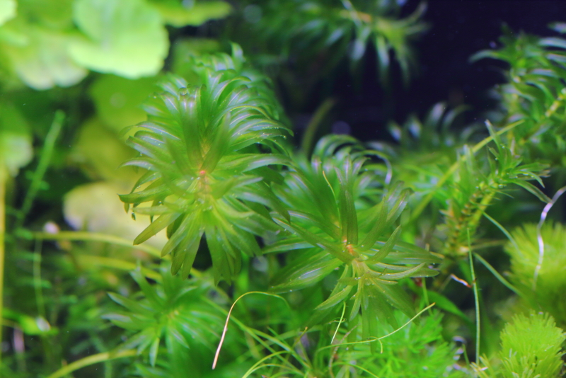植栽から179日目　アナカリス